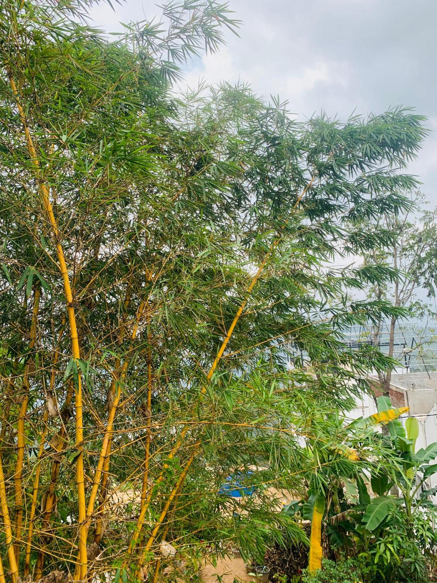 Broad View Apartment เอลลา ภายนอก รูปภาพ
